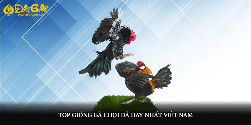 Top giống gà chọi đá hay nhất Việt Nam