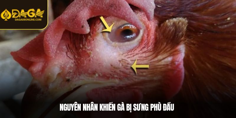 Nguyên nhân khiến gà bị sưng phù đầu