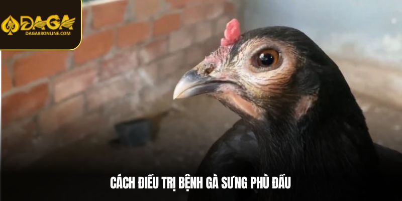 Cách điều trị bệnh gà sưng phù đầu