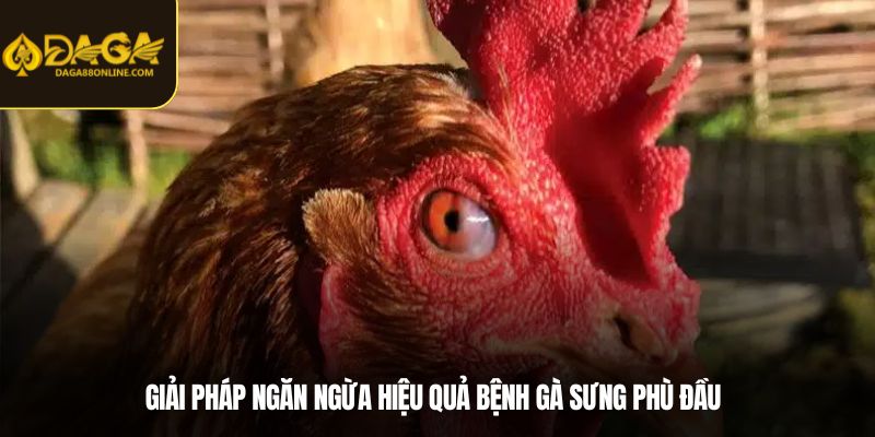 Giải pháp ngăn ngừa hiệu quả Bệnh gà sưng phù đầu