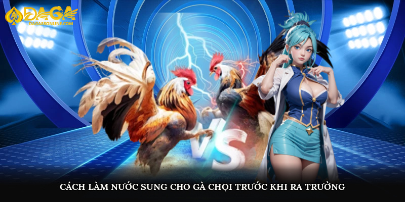 Cách làm nước sung cho gà chọi trước khi ra trường
