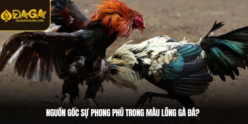 Nguồn gốc sự phong phú trong màu lông gà đá?