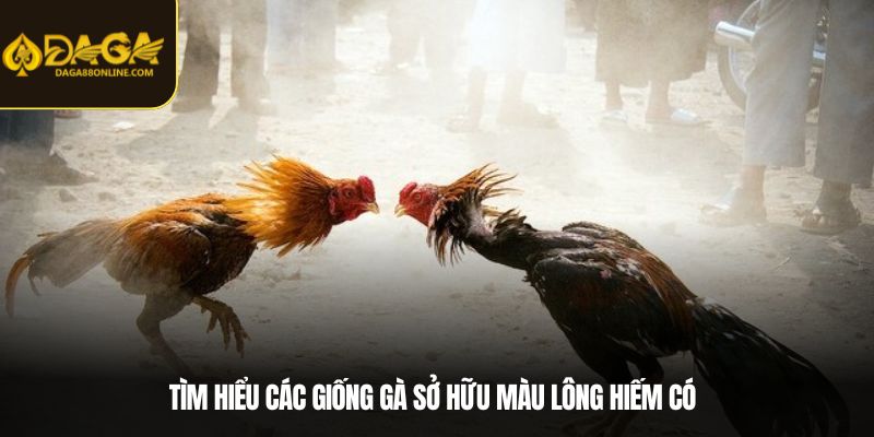Tìm hiểu các giống gà sở hữu màu lông hiếm có