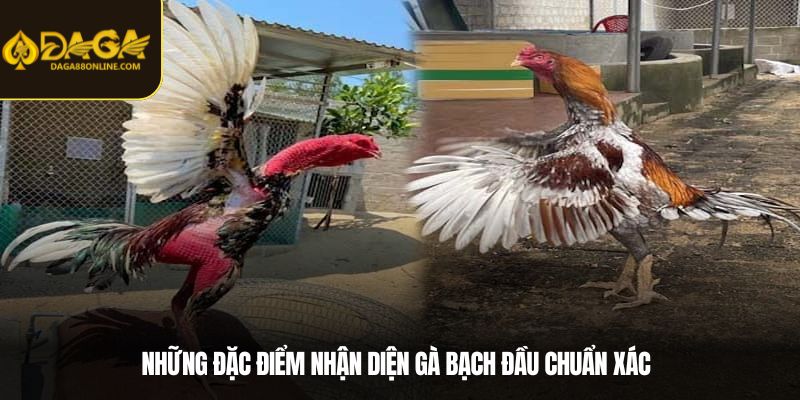 Những đặc điểm nhận diện Gà bạch đầu chuẩn xác