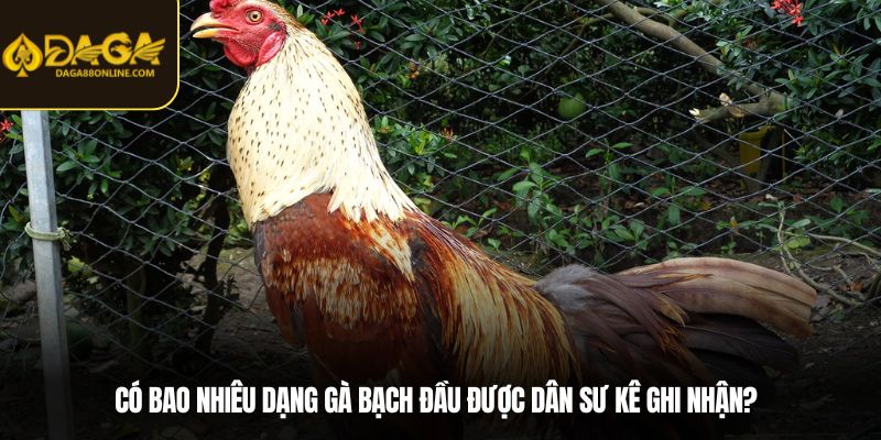 Có bao nhiêu dạng gà bạch đầu được dân sư kê ghi nhận?