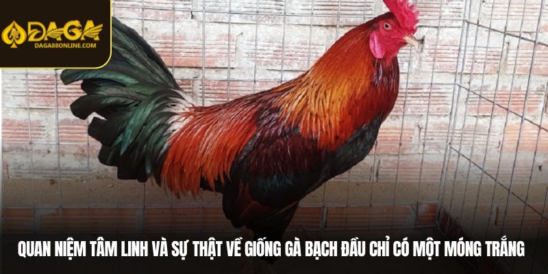 Quan niệm tâm linh và sự thật về giống gà bạch đầu chỉ có một móng trắng