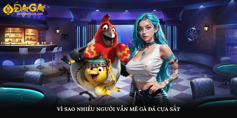 Vì sao nhiều người vẫn mê gà đá cựa sắt?