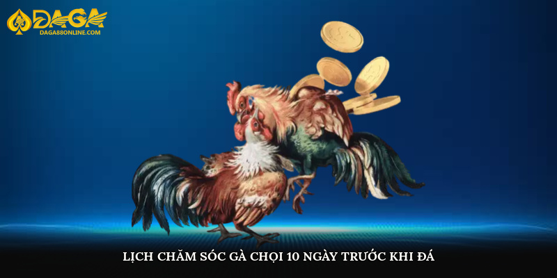 Lịch chăm sóc gà chọi 10 ngày trước khi thi đấu